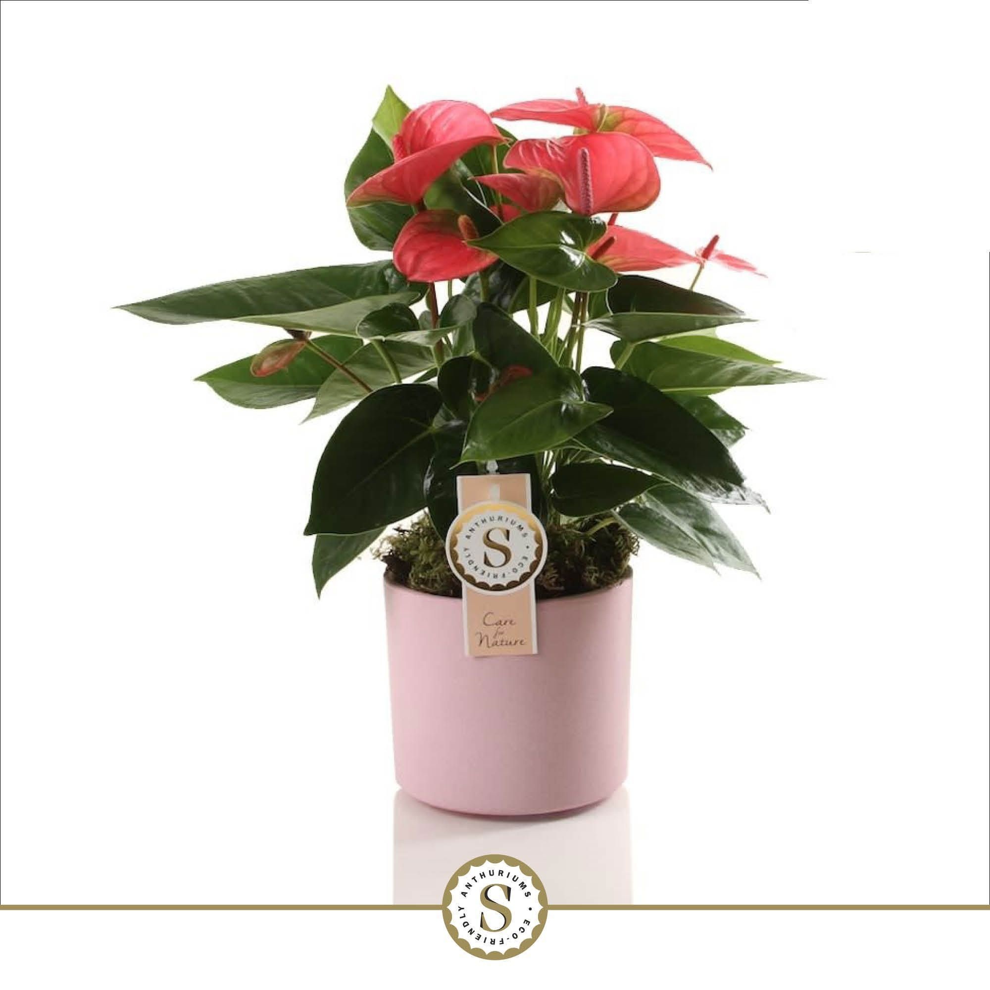 Bari Keramiek Pink - Pink Champion 12cm, D 12