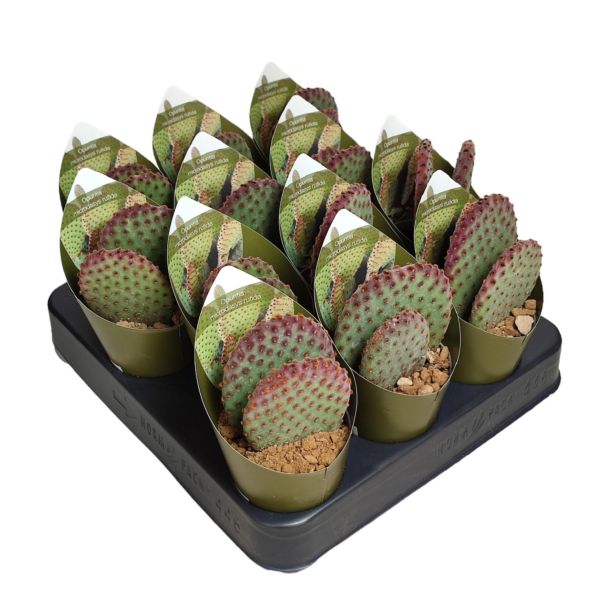 OPUNTIA MICRODASYS RUFIDA INDIGO - POT Ø 6,5 WITH POTCOVER (CACTUS), D 6,5