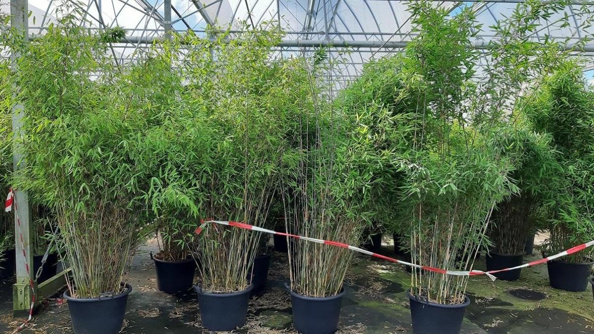 Fargesia 'Winter Joy', D 50