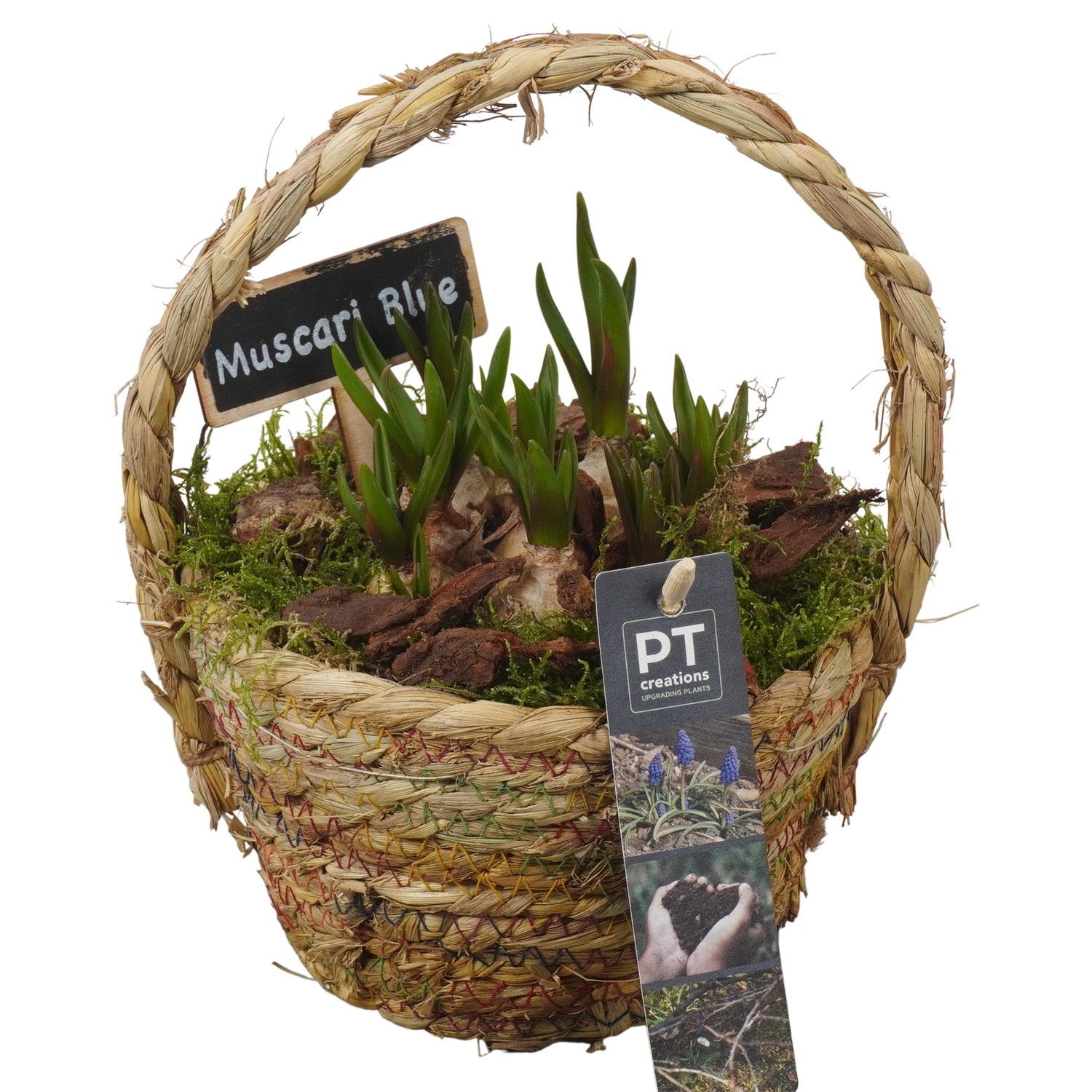 PTMB6191 Arrangement Muscari Blue in riet mand, D 15