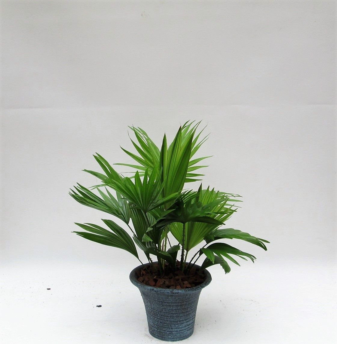 Livistona rotundifolia hosta small met schors, D 19 cm Livistona rotundifolia hosta small met schors, D 19 cm