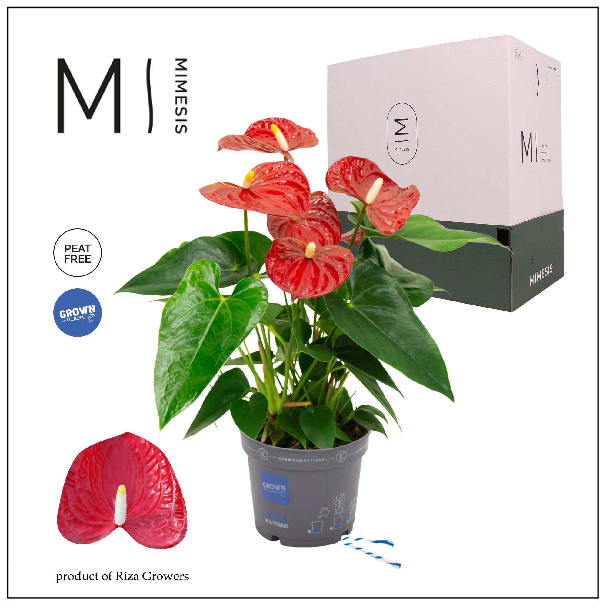 Mimesis Anthurium KARMA Red - 12cm, D 12