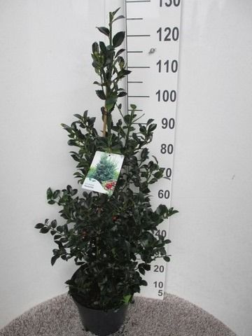 Ilex mes. Heckenfee 80-100 pyr. P28, D 28 cm Ilex mes. Heckenfee 80-100 pyr. P28, D 28 cm