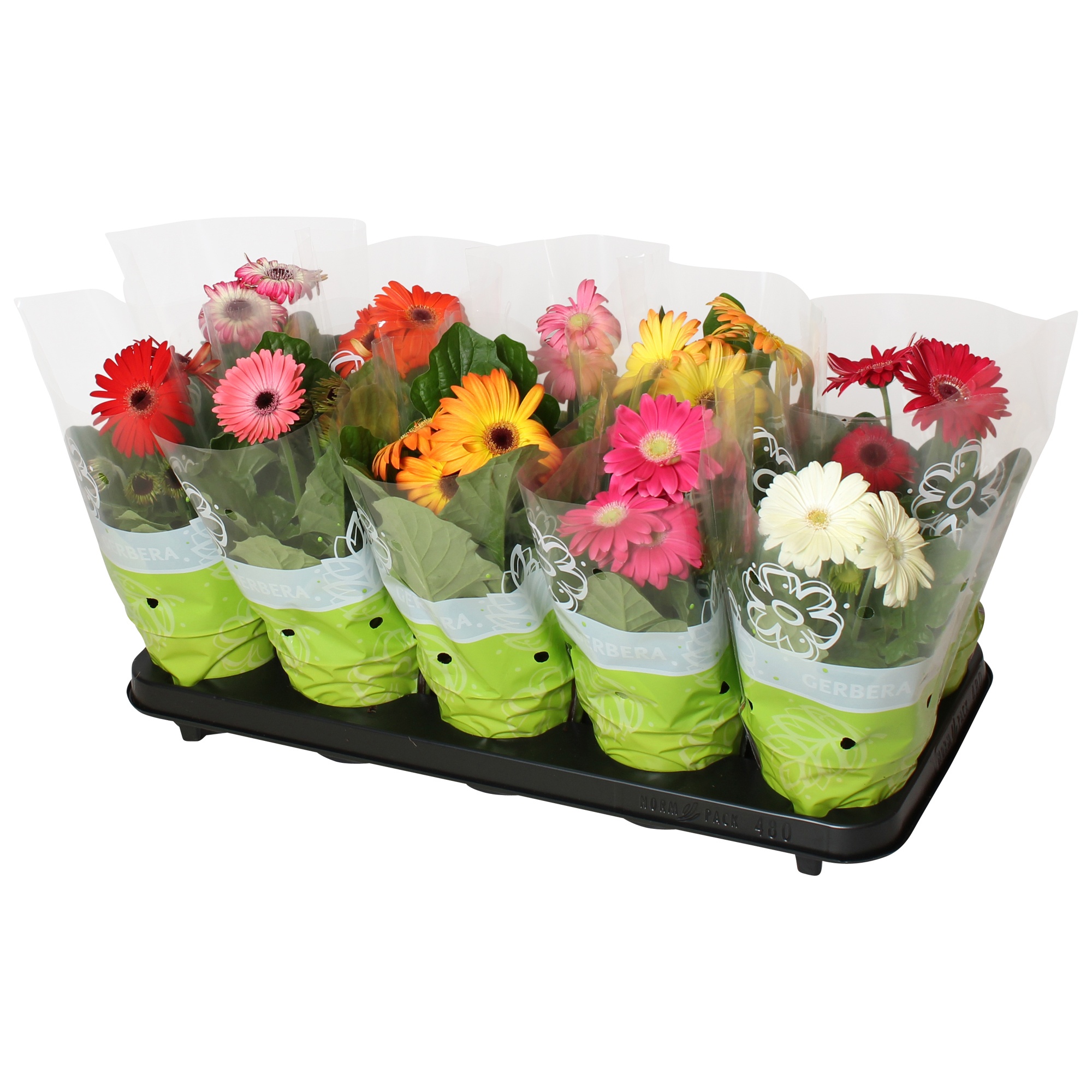 Gerbera belicht 2+bl 12cm basic, D 12