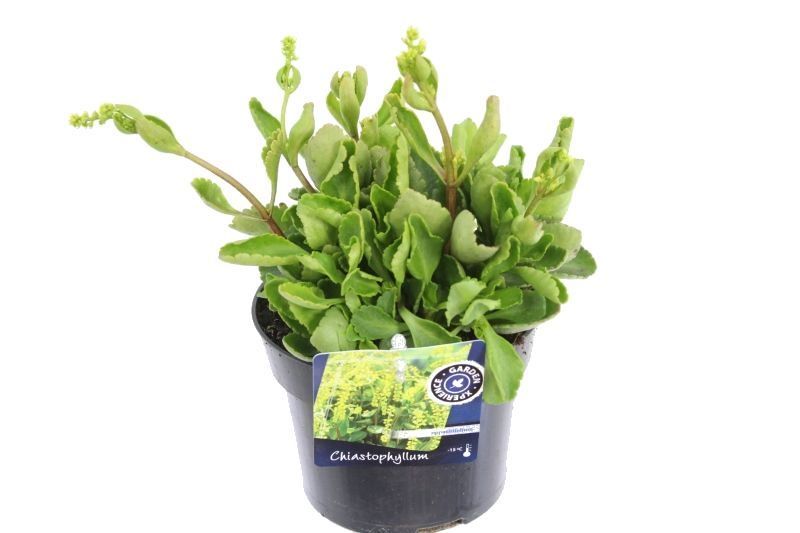 Chiastophyllum opp. Variegatum, D 13