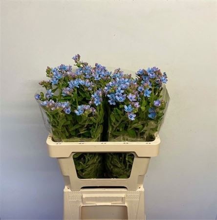 Оксипеталум Таниока Пьюр Блю 60 (голуб.), шт.