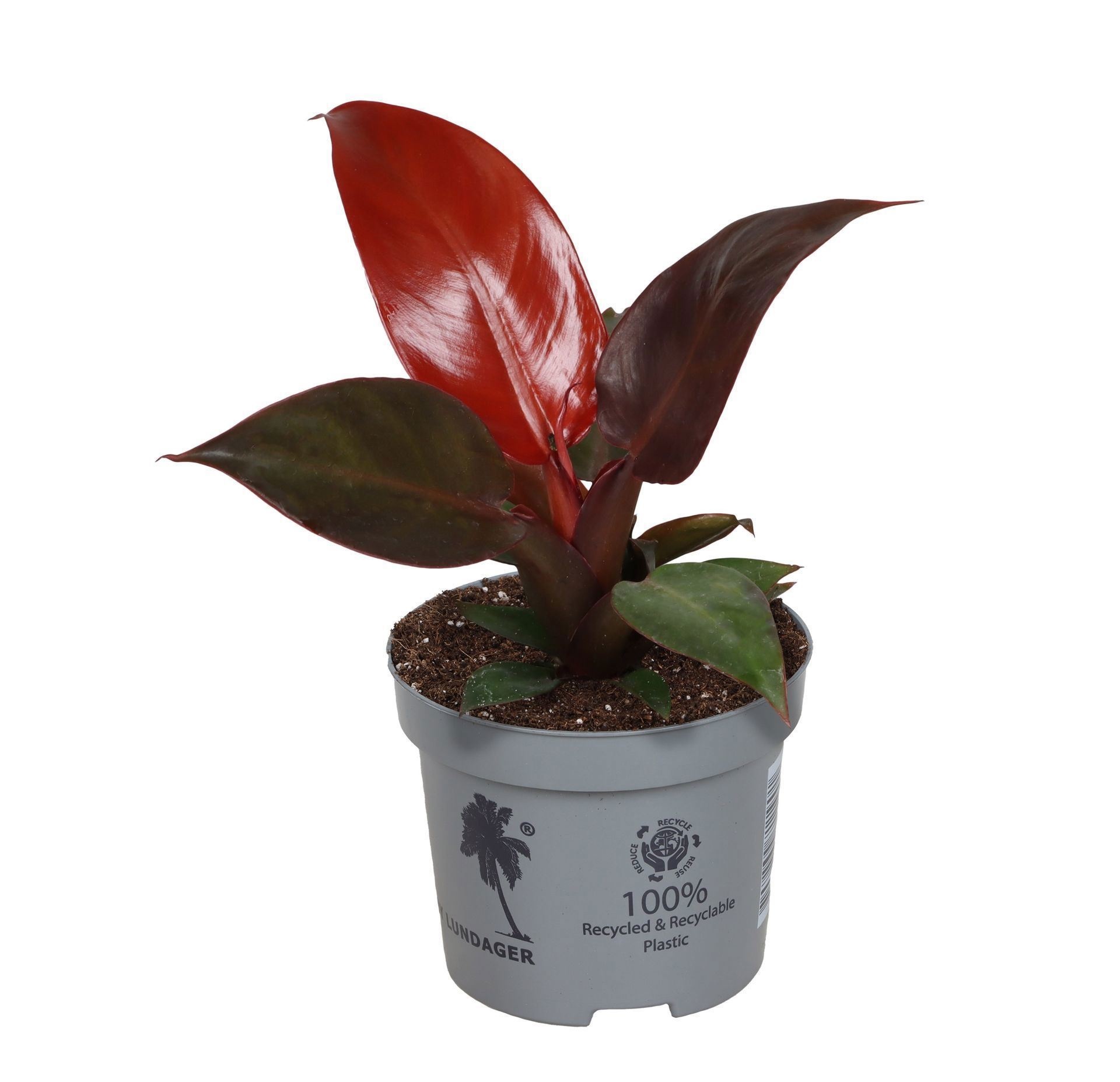 Philedendron Red Sun 9 cm, D 9
