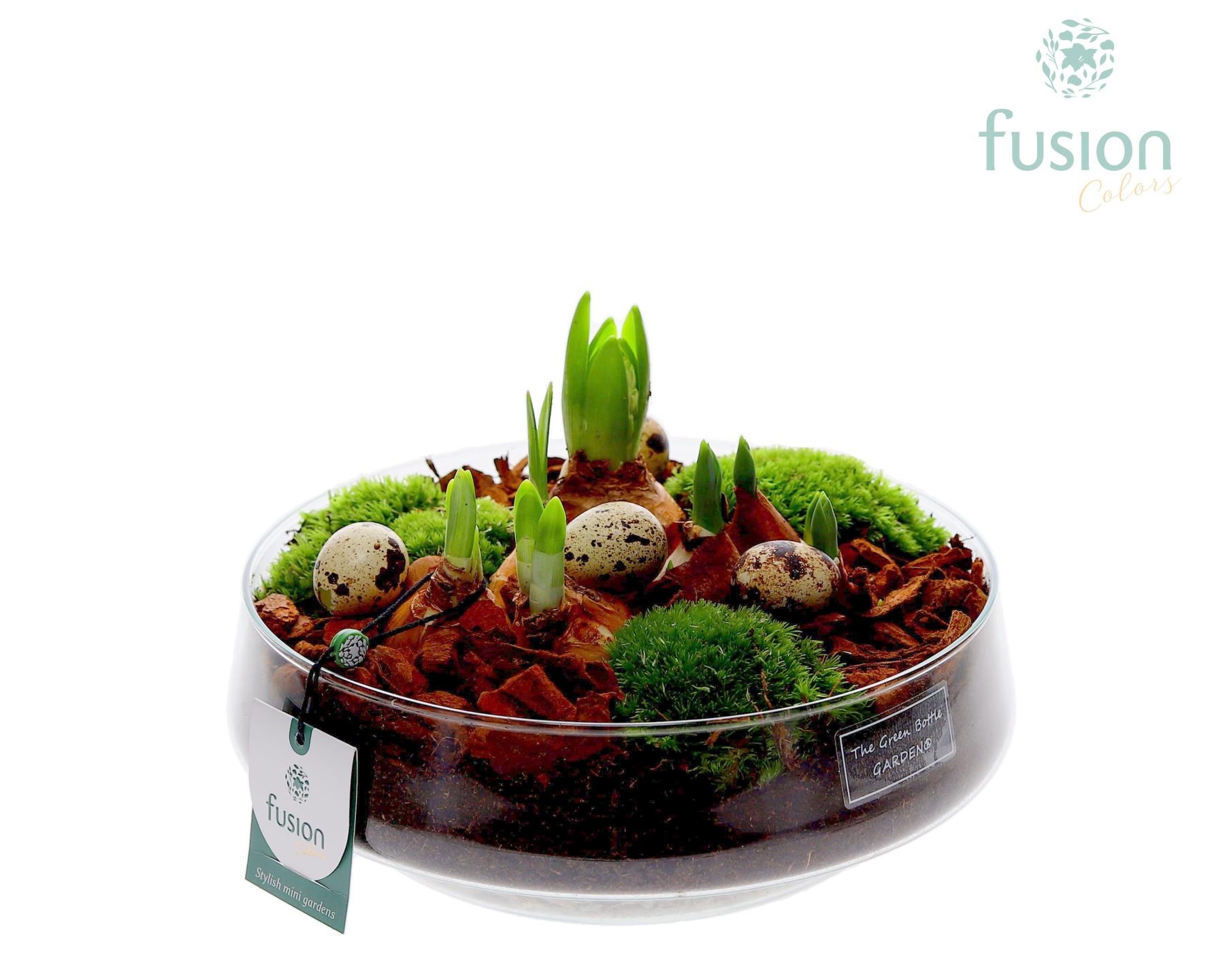 Green Bottle Iris Large Pasen met Bollen mix, D 24