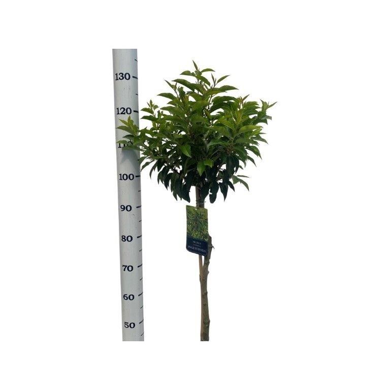 Prunus lusitanica 'Angustifolia' Stam 80 cm, D 27