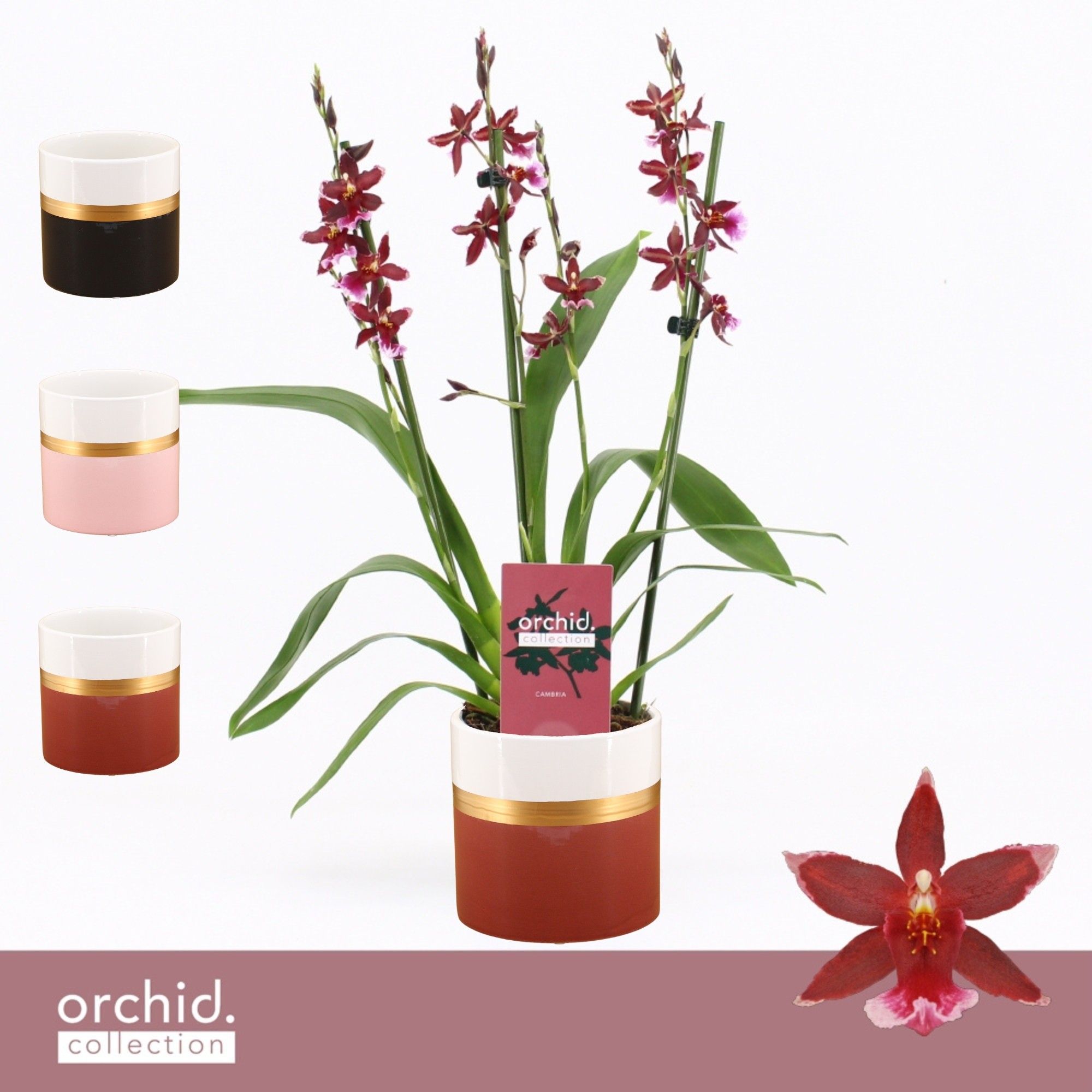 Barrocco Red, 3/4-spike Compact in Dolomite Horizon 'Orchid Collection', D 12