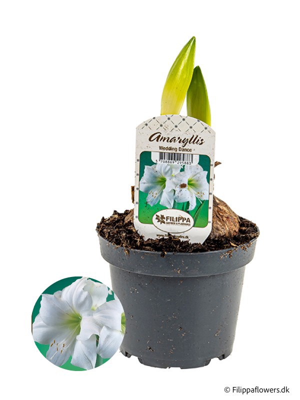 HIPPEASTRUM-HYBRID DOUBLE WHITE, D 13 cm