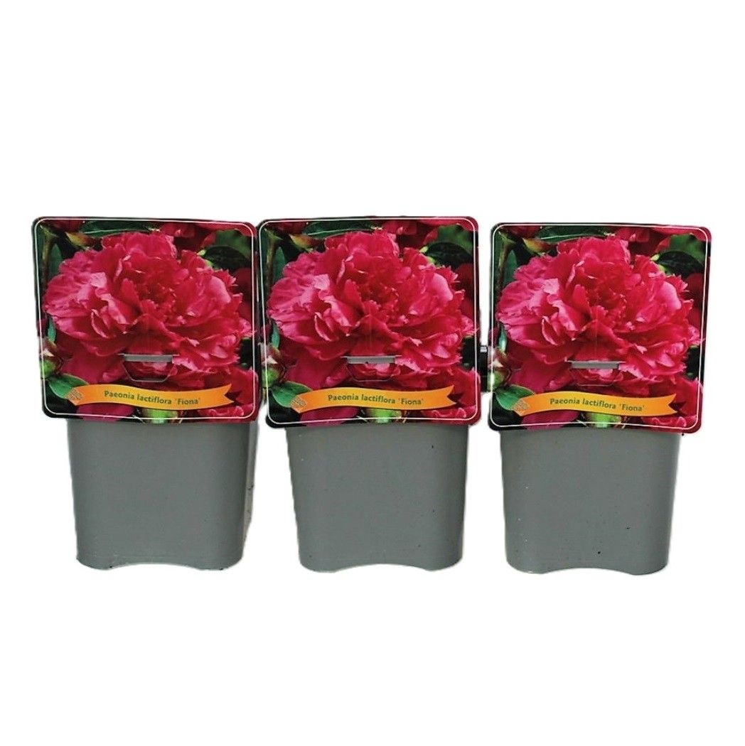 Paeonia lactiflora 'Fiona' C5, D 21