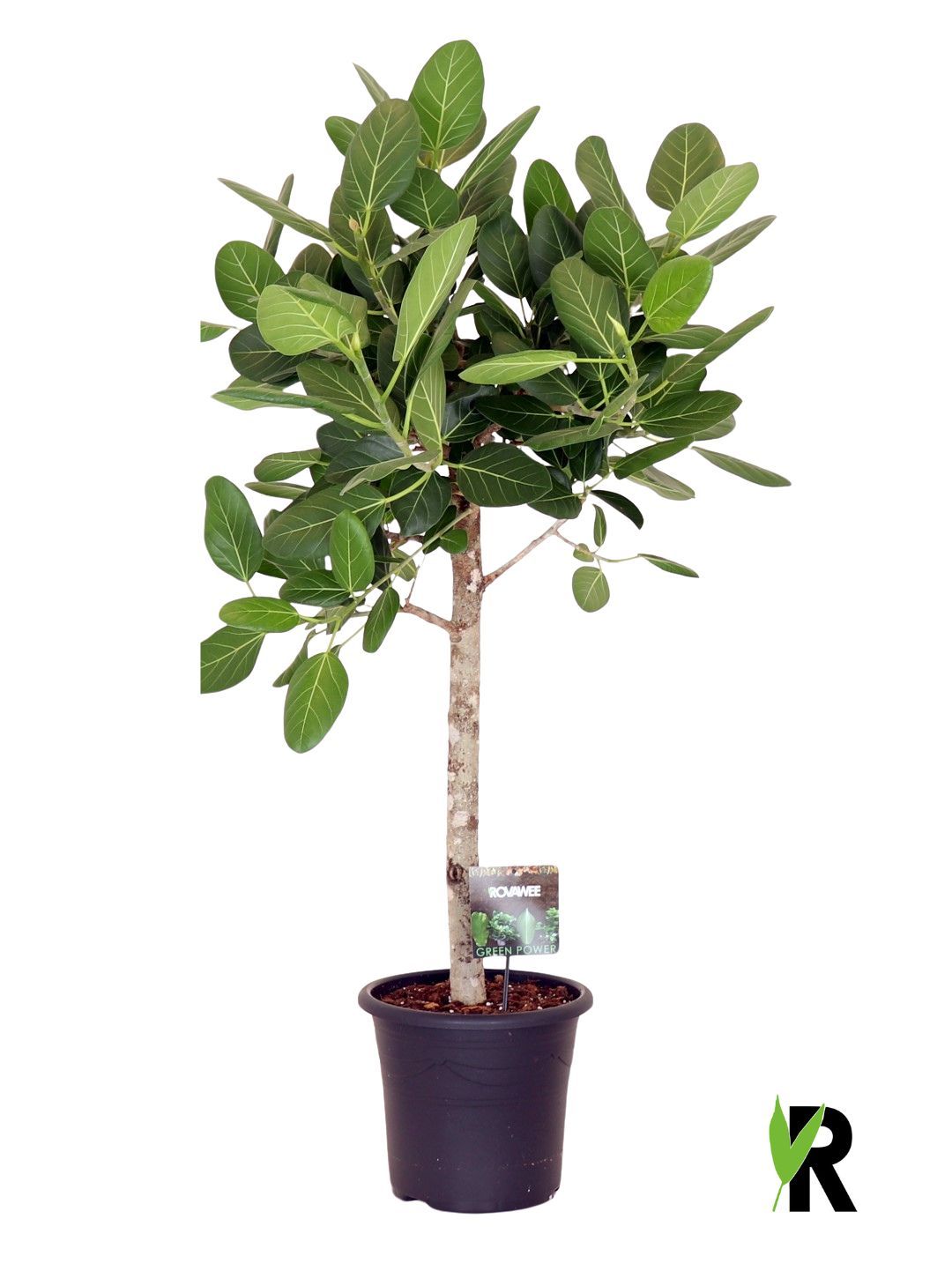 Ficus bengh. Audrey op stam, D 32 cm