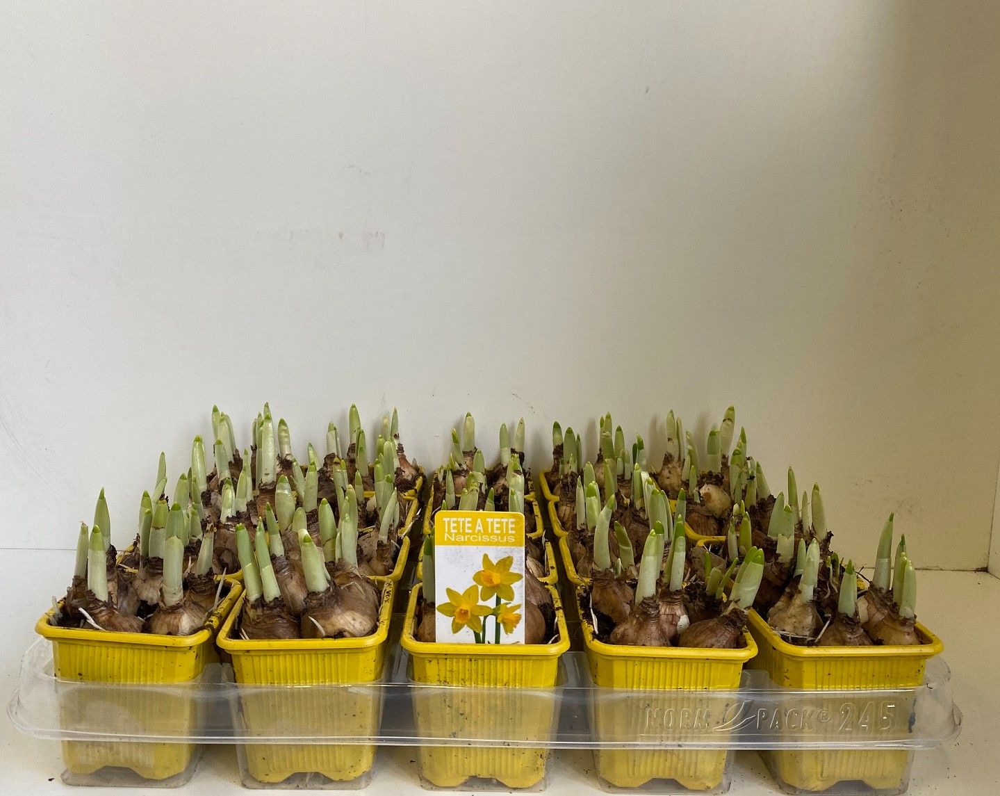 Narcis Tete a Tete, D 7