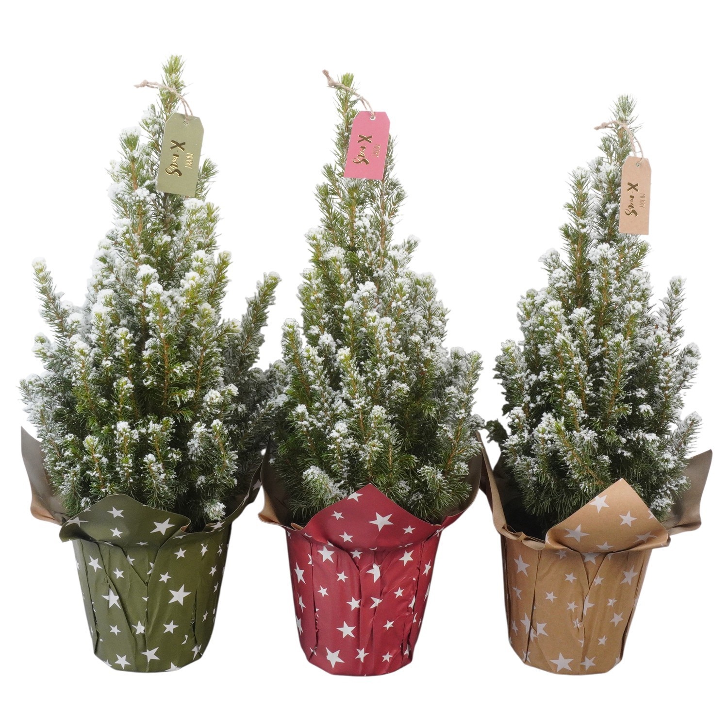 PTK26308 Conica Perfecta met sneeuw in papieren potcover mix met decoratie, D 13