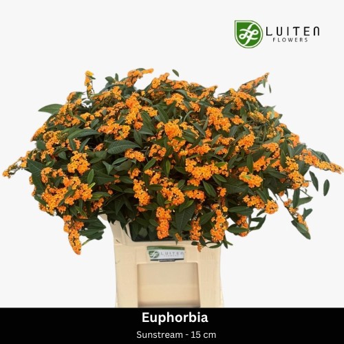 Эуфорбия куст. Санстрим 80, шт.