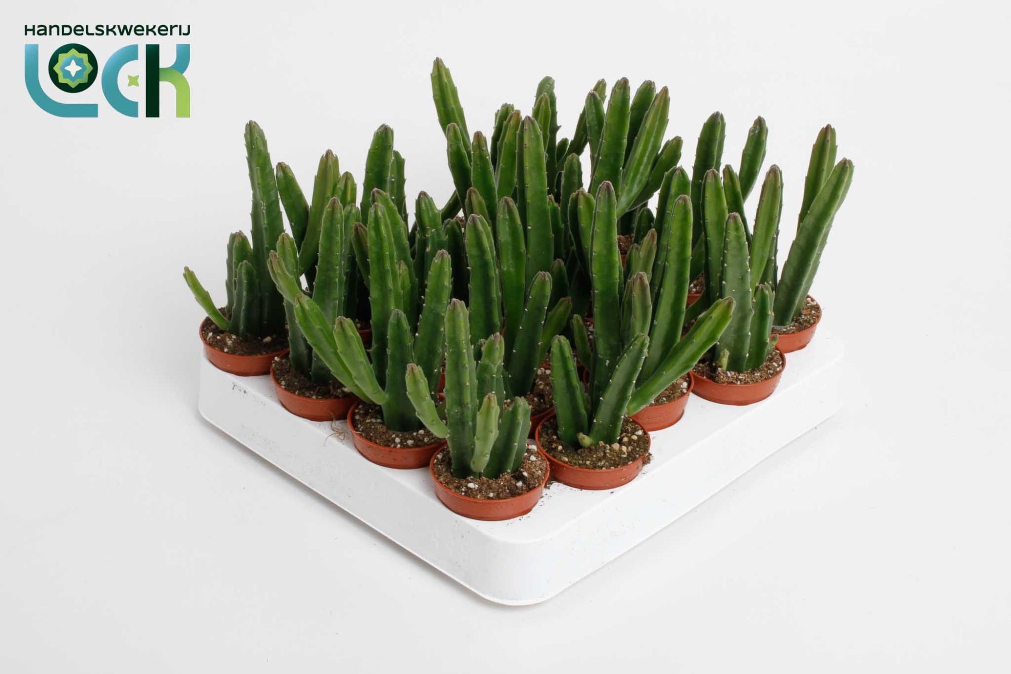 Stapelia Leendertziae, D 5,5 cm