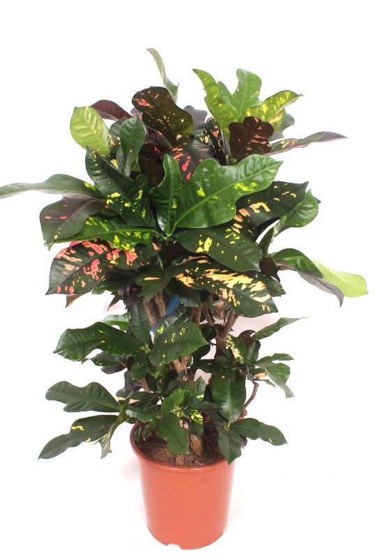 Codiaeum Magnificent (Croton Magnificent), D 27