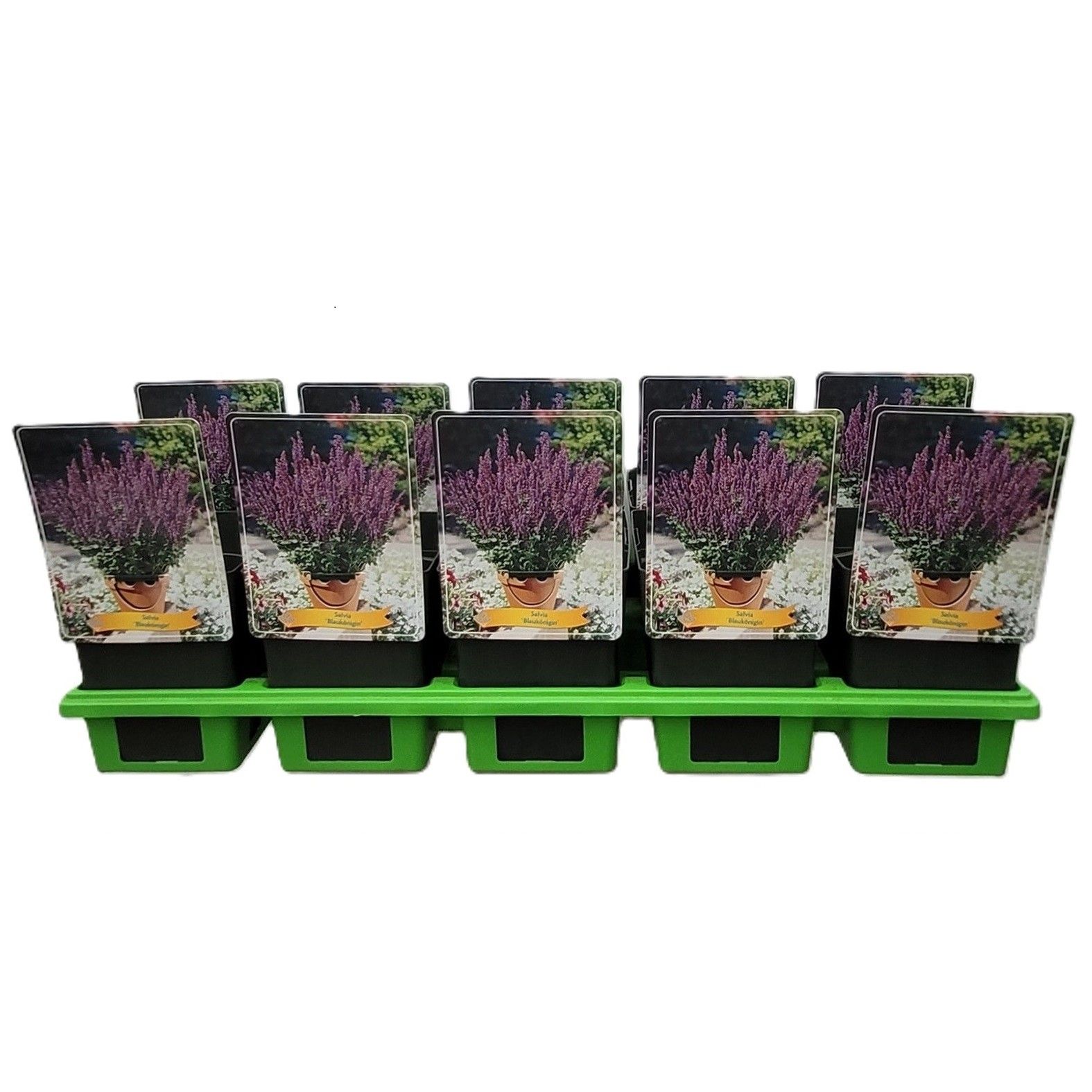 Salvia 'Blauköningin' P11, D 11 cm