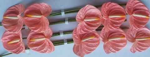 Антуриум Фарао x10, шт.