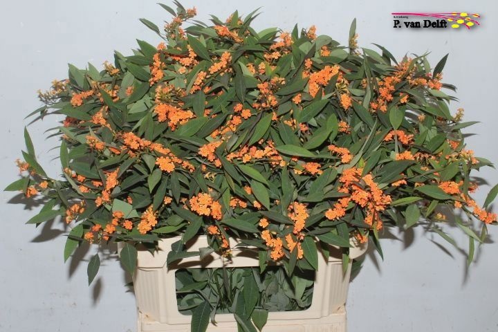 Эуфорбия куст. Супернова 80, шт.