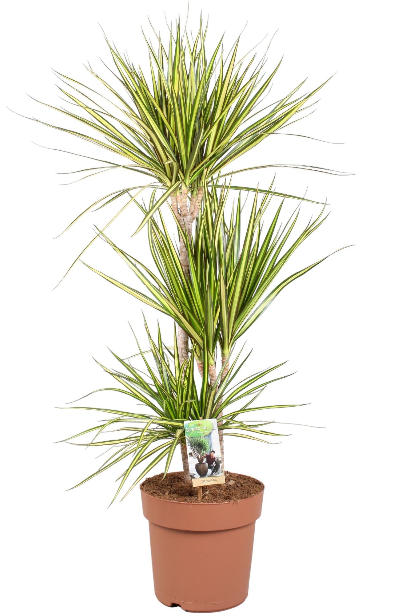 Dracaena Sunray 60-30-15 (p24), D 24