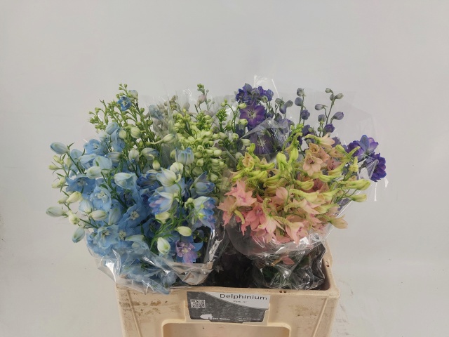 Дельфиниум дв. Микс 60, шт.