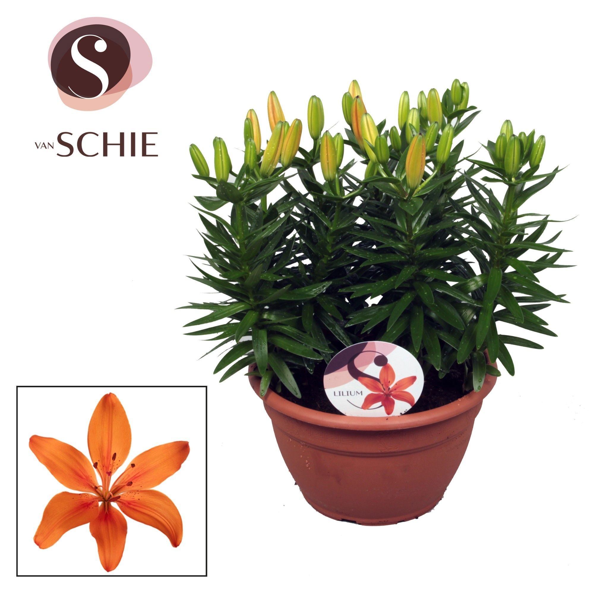 Az Matrix Orange Schaal 9pp, D 25