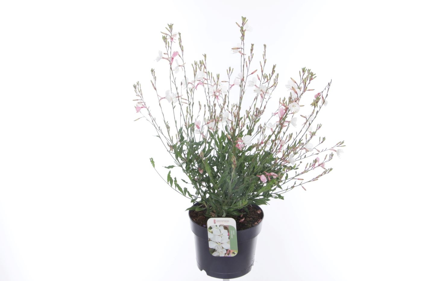 Gaura lind. Geyser White, D 17