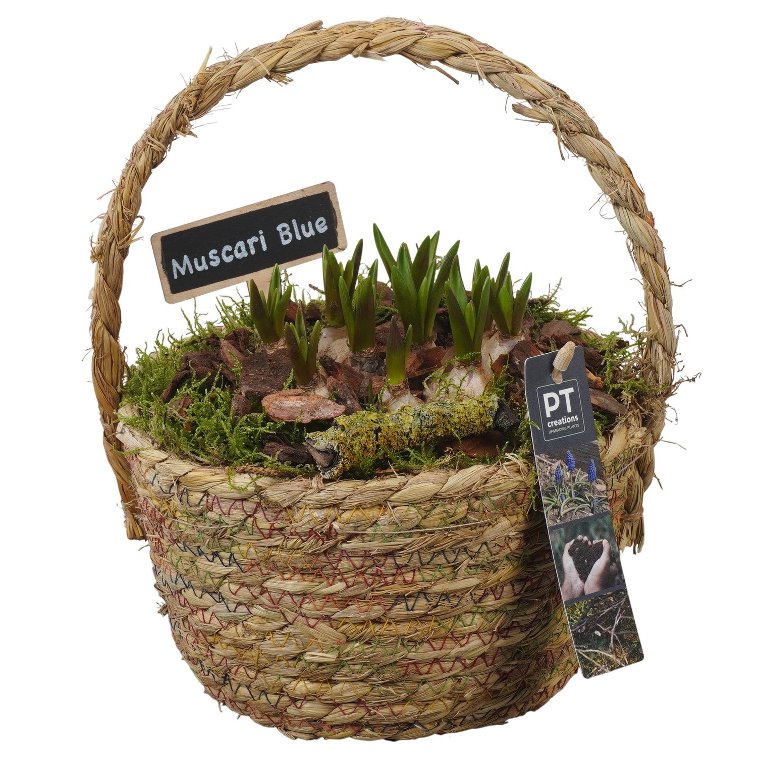 PTMB6192 Arrangement Muscari Blue in riet mand, D 18
