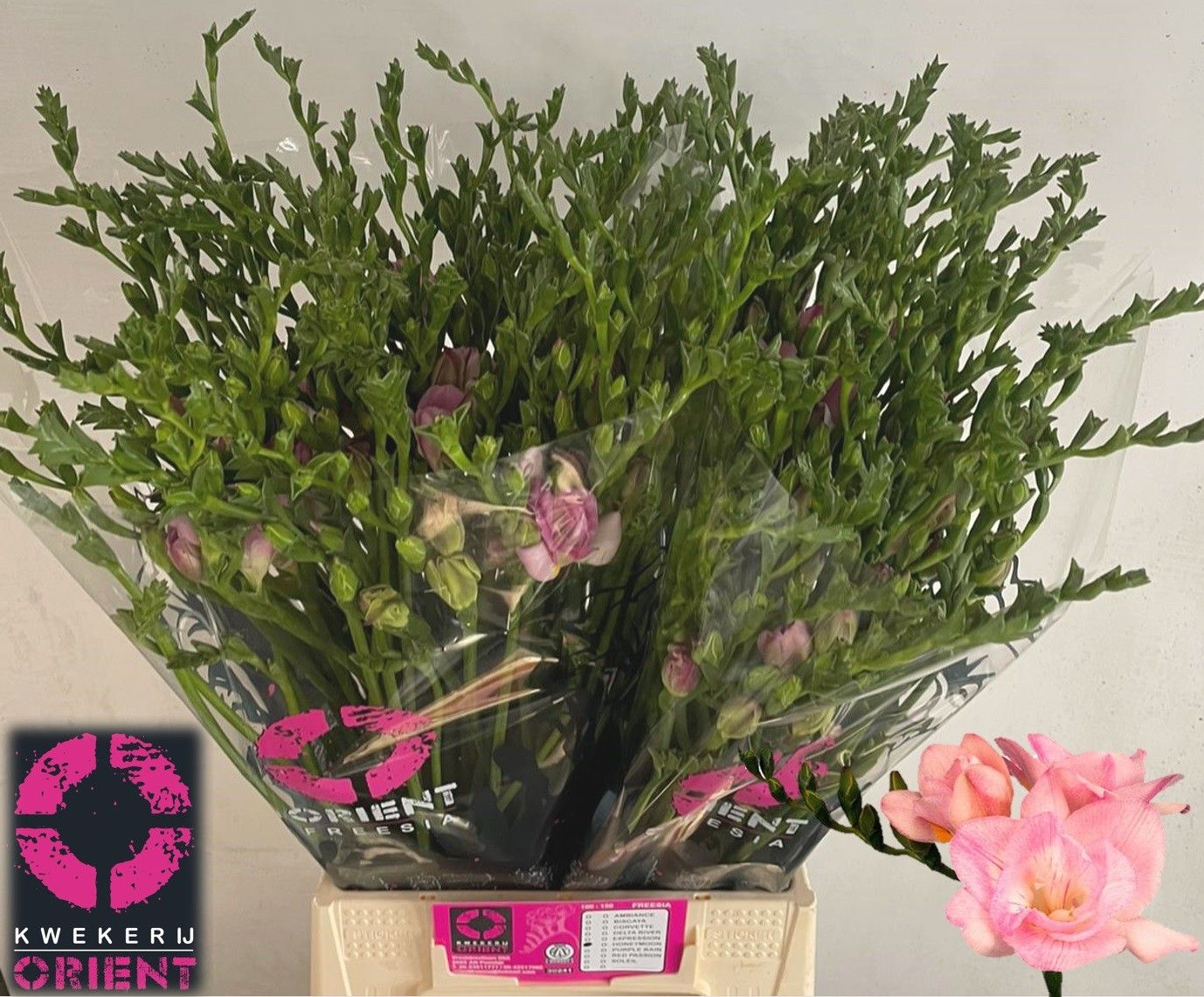 Фрезия дв. Ханимун 50, шт.