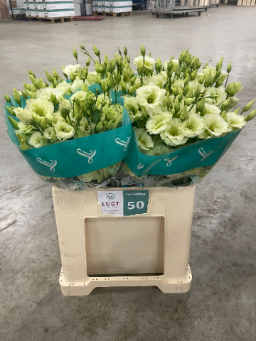 Эустома Алисса Грин 65 (зел.), шт.