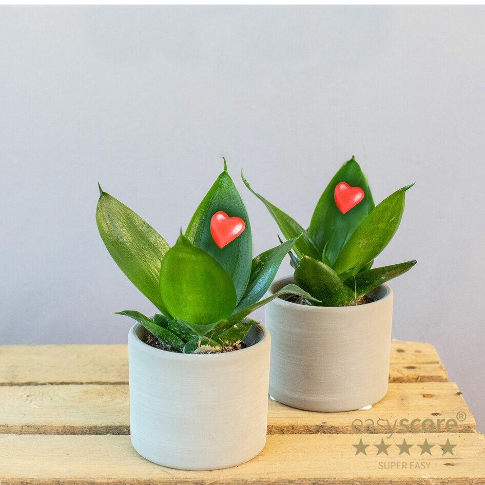 Red Heart Creation, D 7