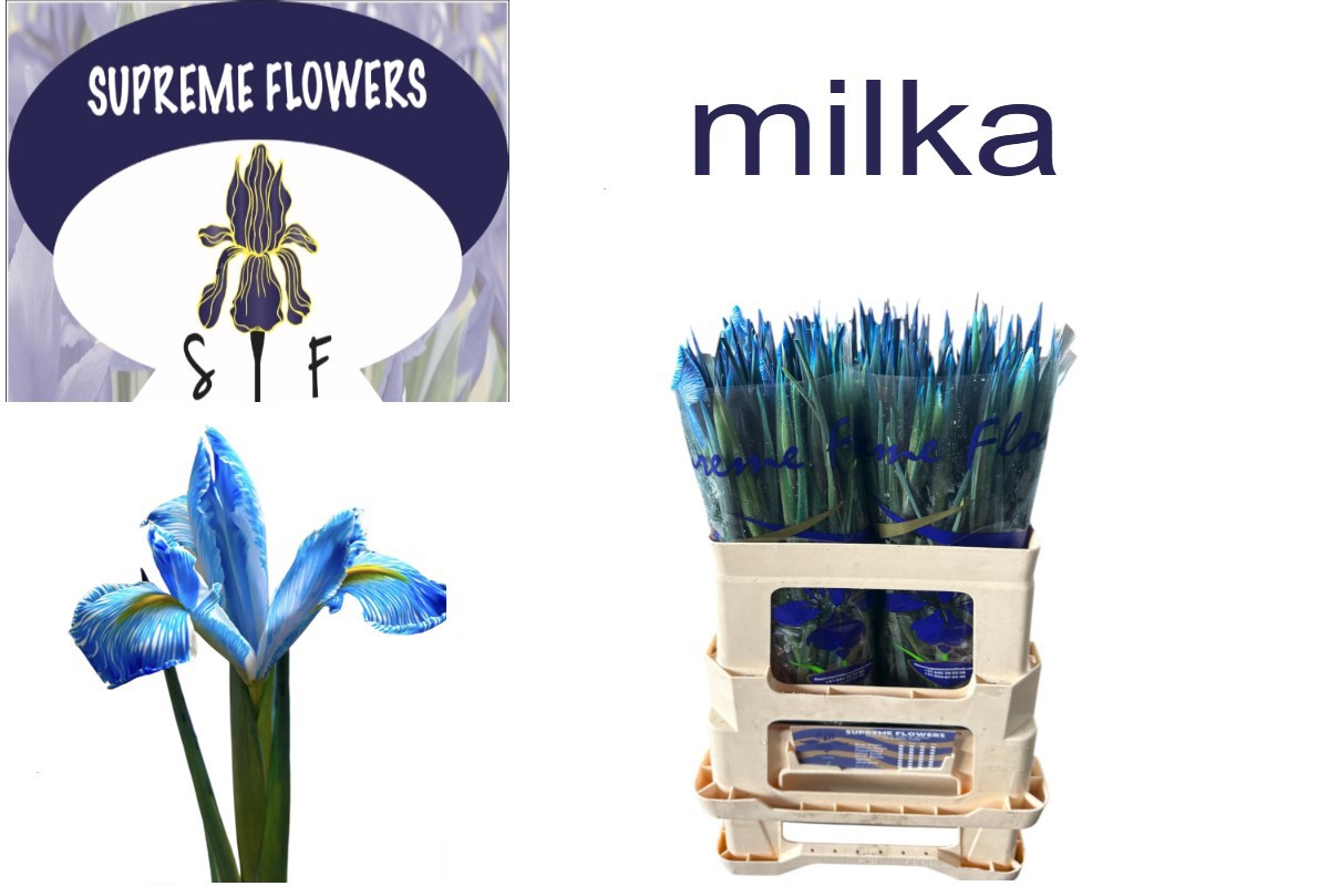 Ирис Овериг, шт.