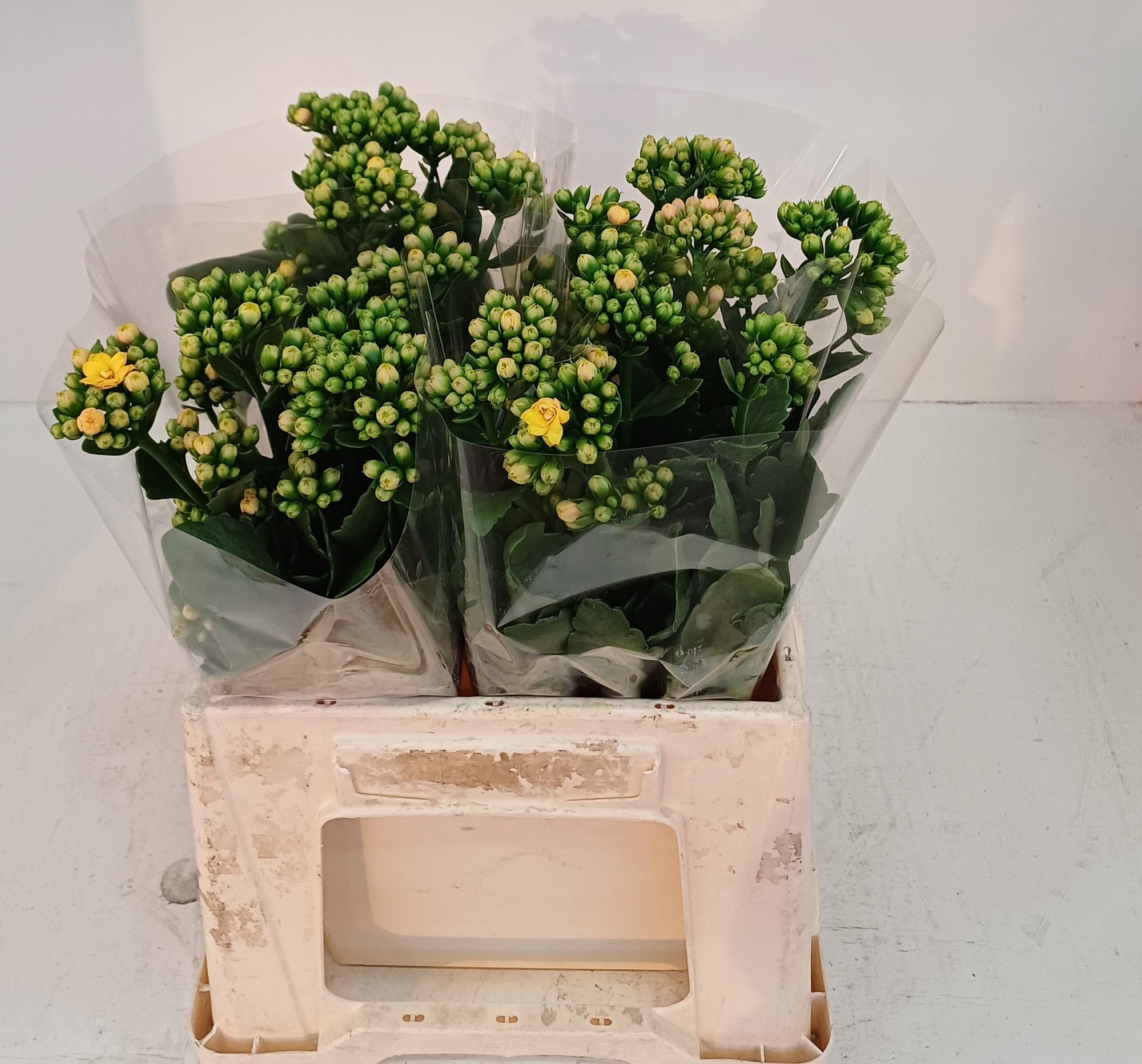 Каланхое Блэйзин Еллоу Медоу 40, шт.