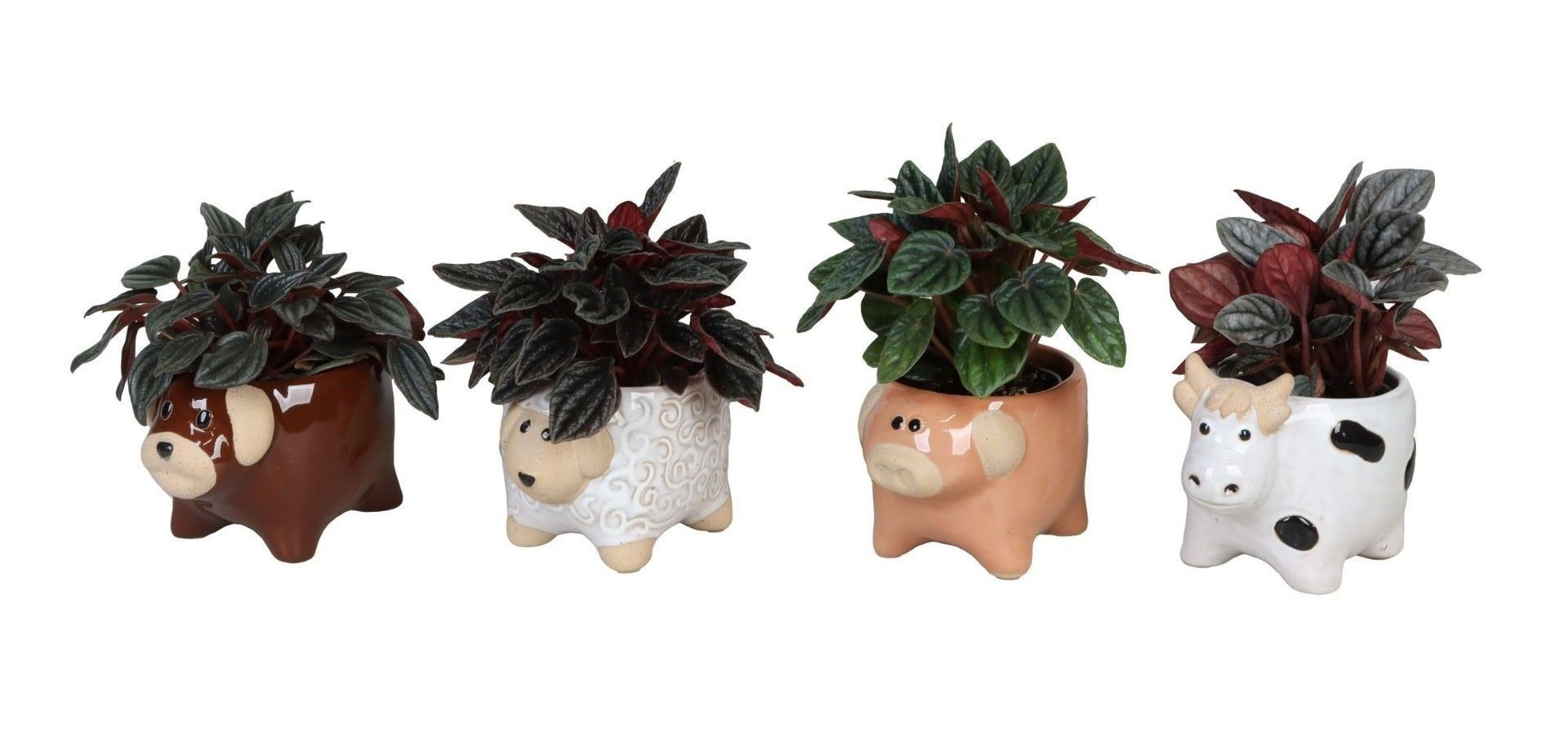 L 66621 with Peperomia Caperata Mix 6 cm, D 6