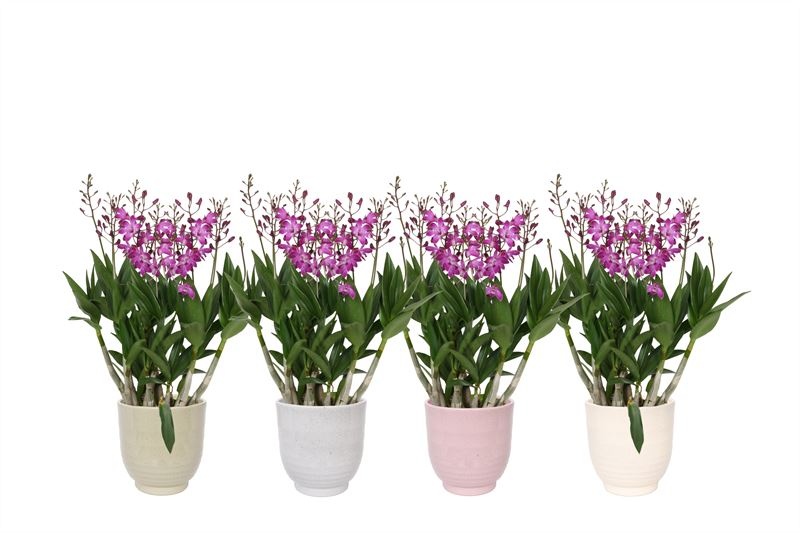 Fem p12 Granit mix Dendrobium Berry Oda 09T55+, D 12 cm