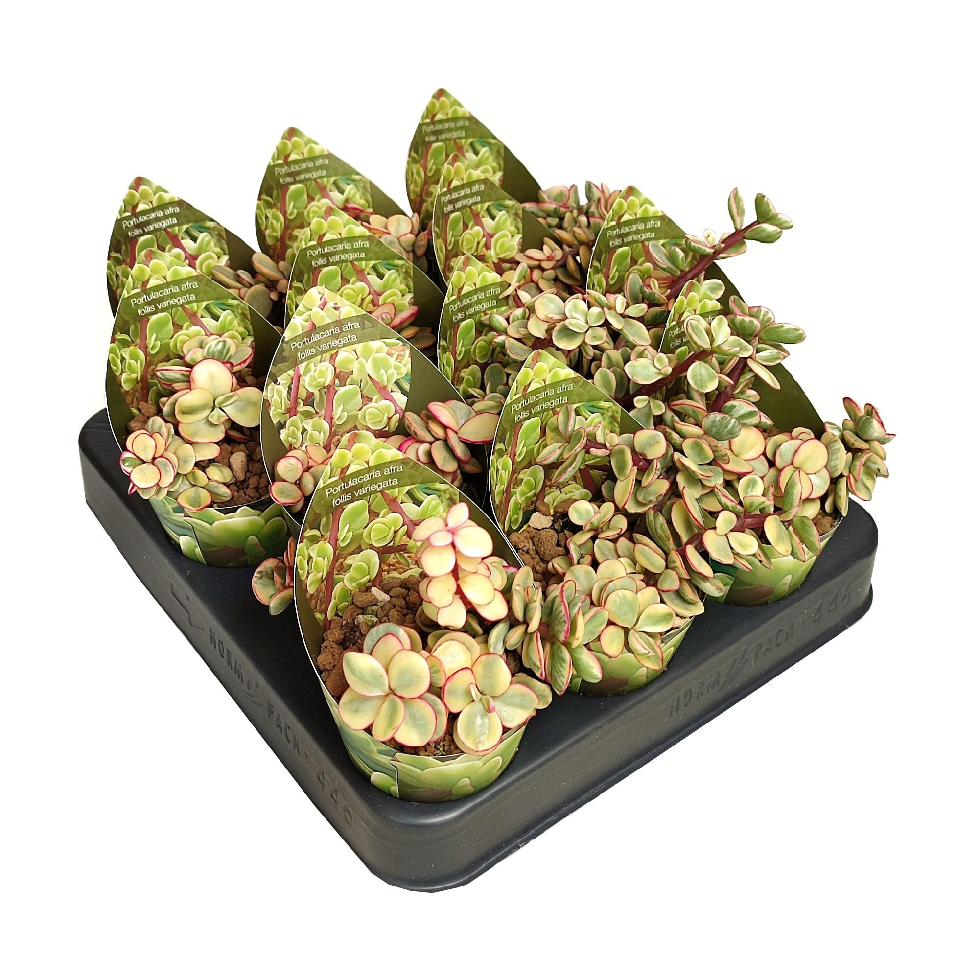PORTULACARIA AFRA FOLLIS VARIEGATA - POT Ø 6,5 WITH POTCOVER (SUCCULENTEN), D 6,5