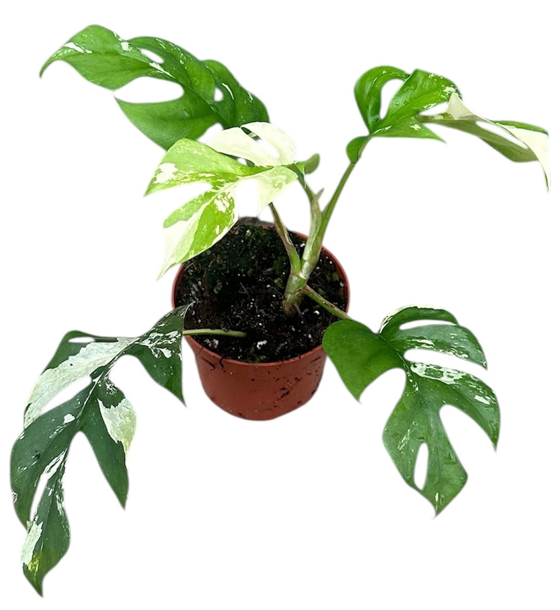 Rhaphidophora Tetrasperma Variegata, D 10,5