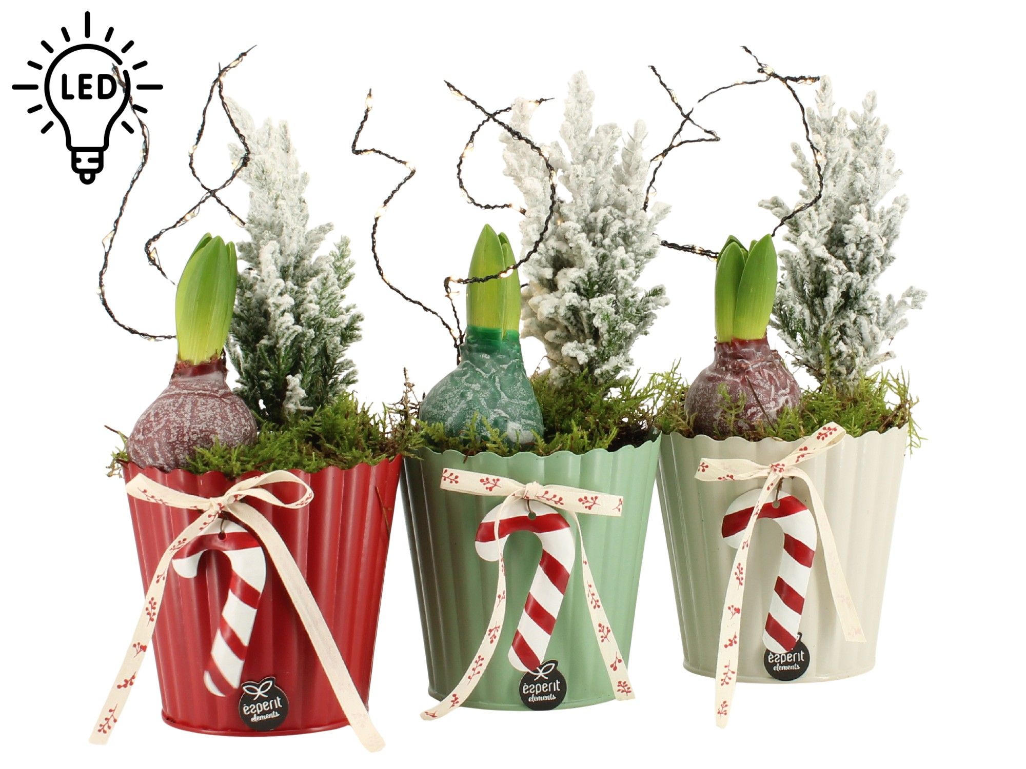 61817: X-mas arrangement, D 11 cm