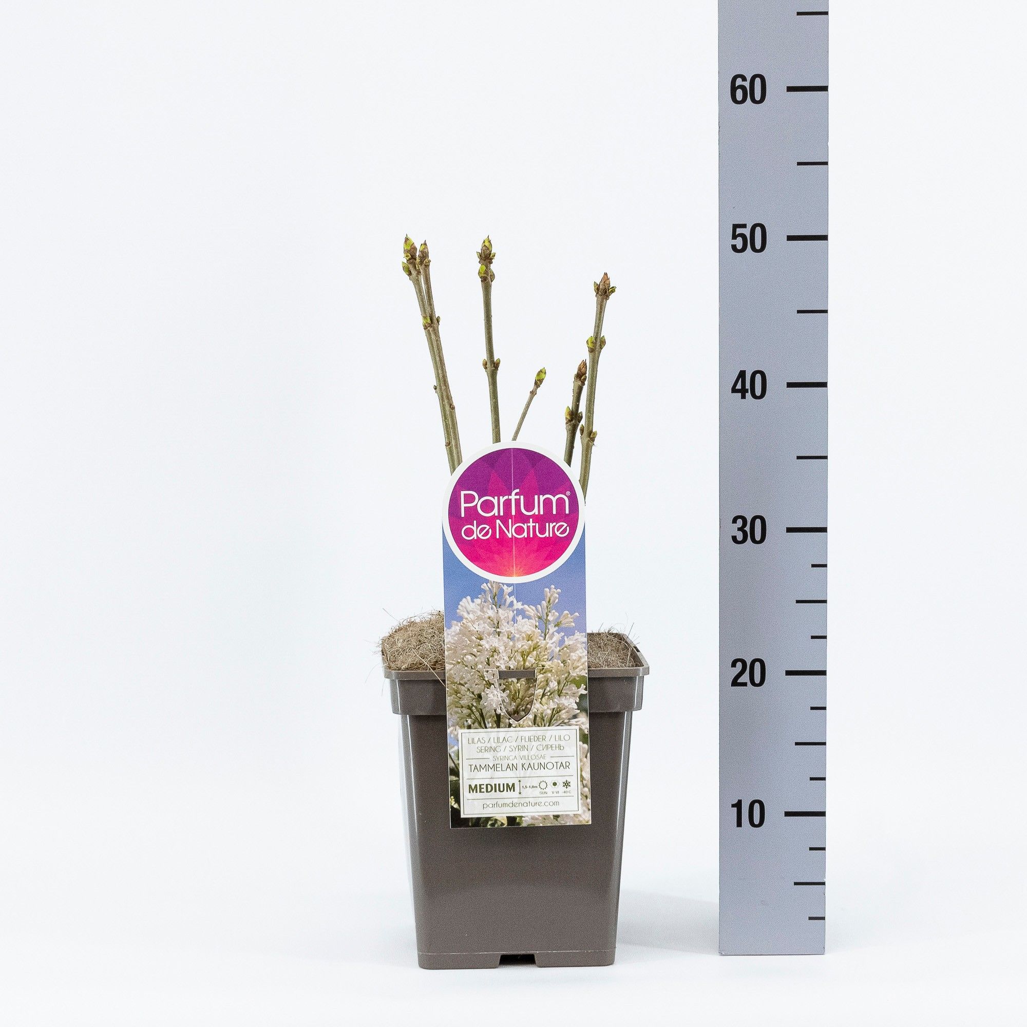 Syringa (V) Tammelan Kaunotar, C5, D 23 cm