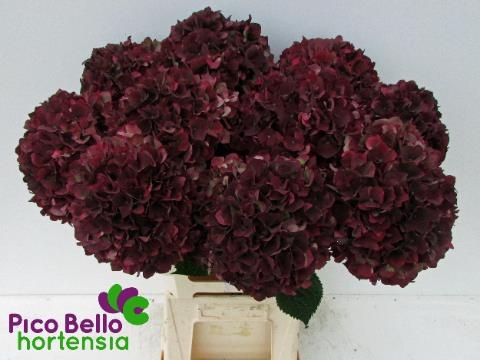 Гортензия Мэджикал Руби Рэд Классик 60 (корич.), шт.