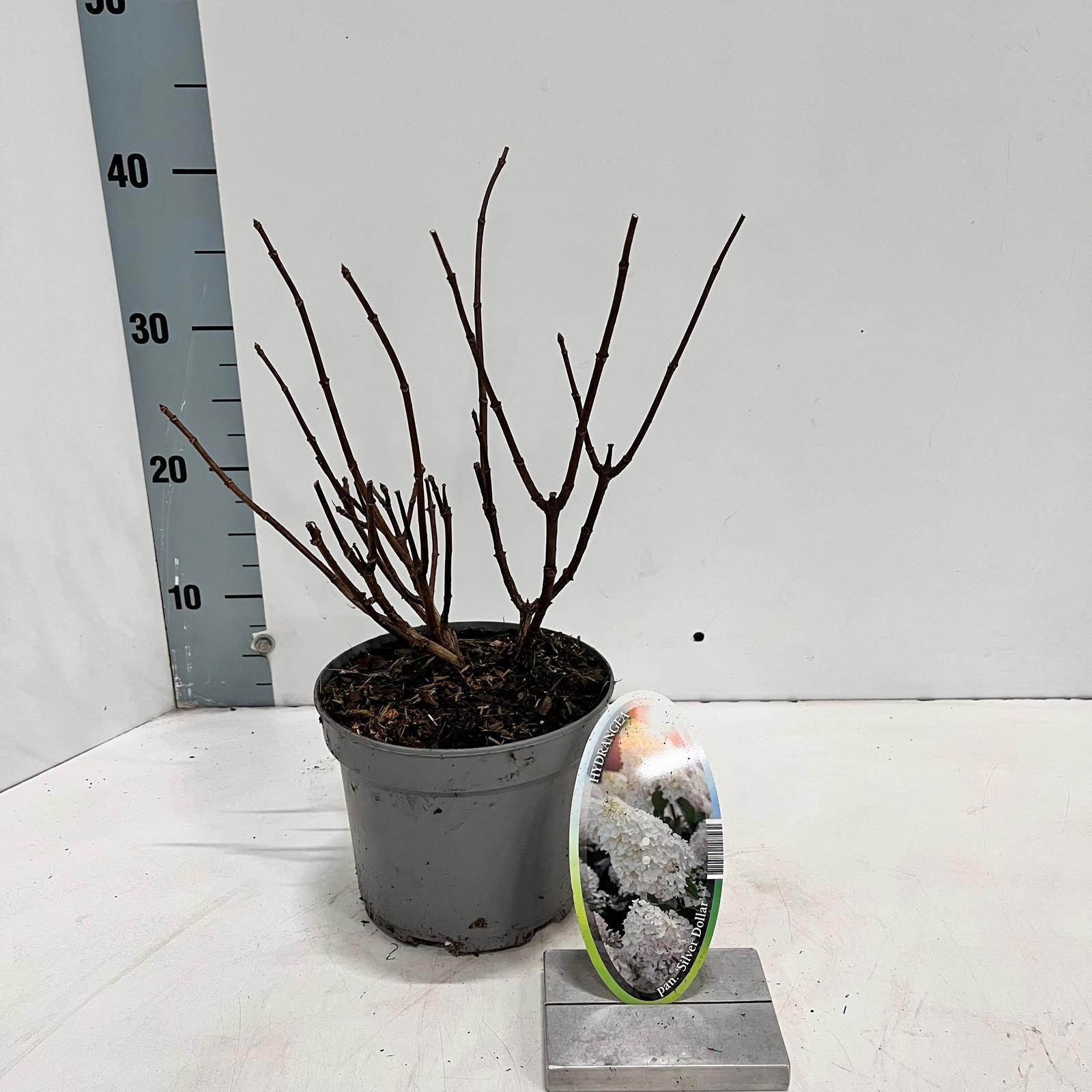 Hydrangea pan. ‘Silver Dollar’, D 17