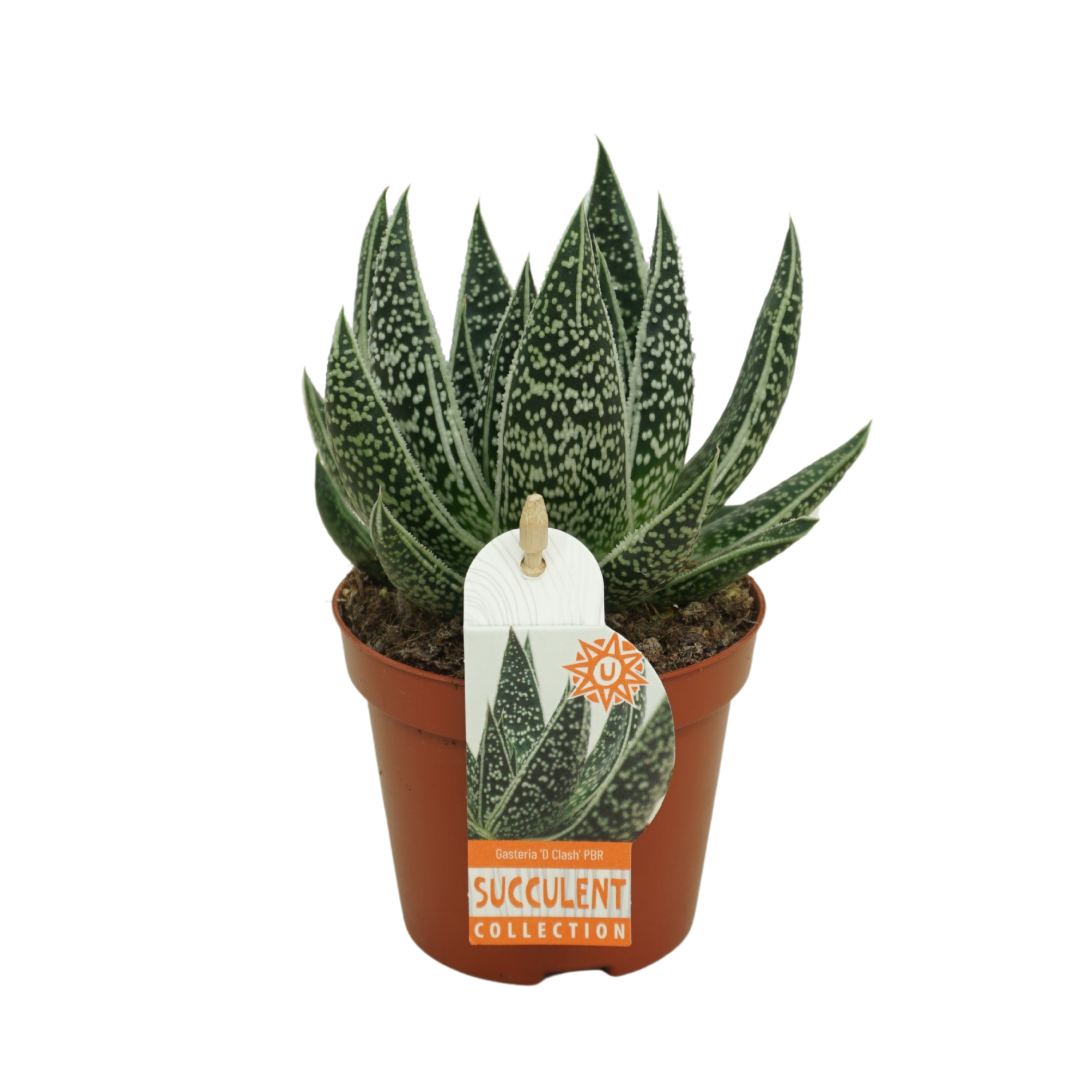 Gasteria d'clash 8,5 cm met etiket, D 8,5 cm