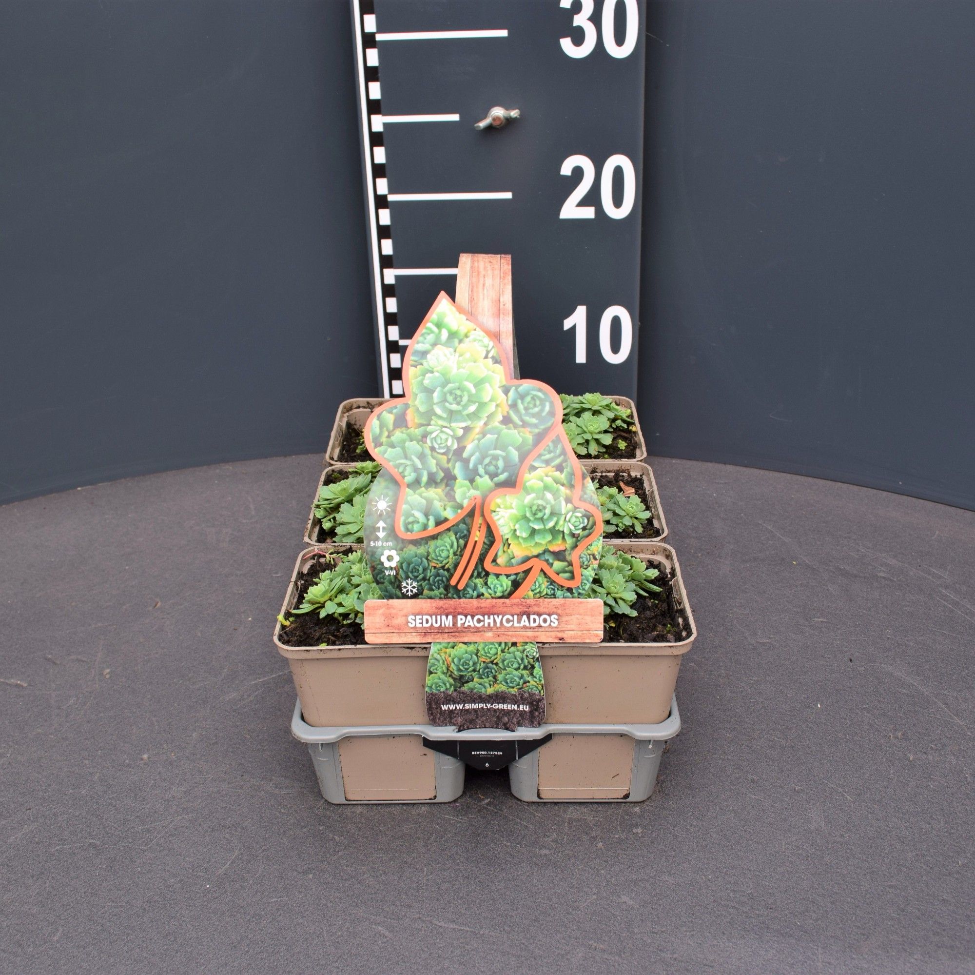 Sedum pachyclados (6-pack), D 9