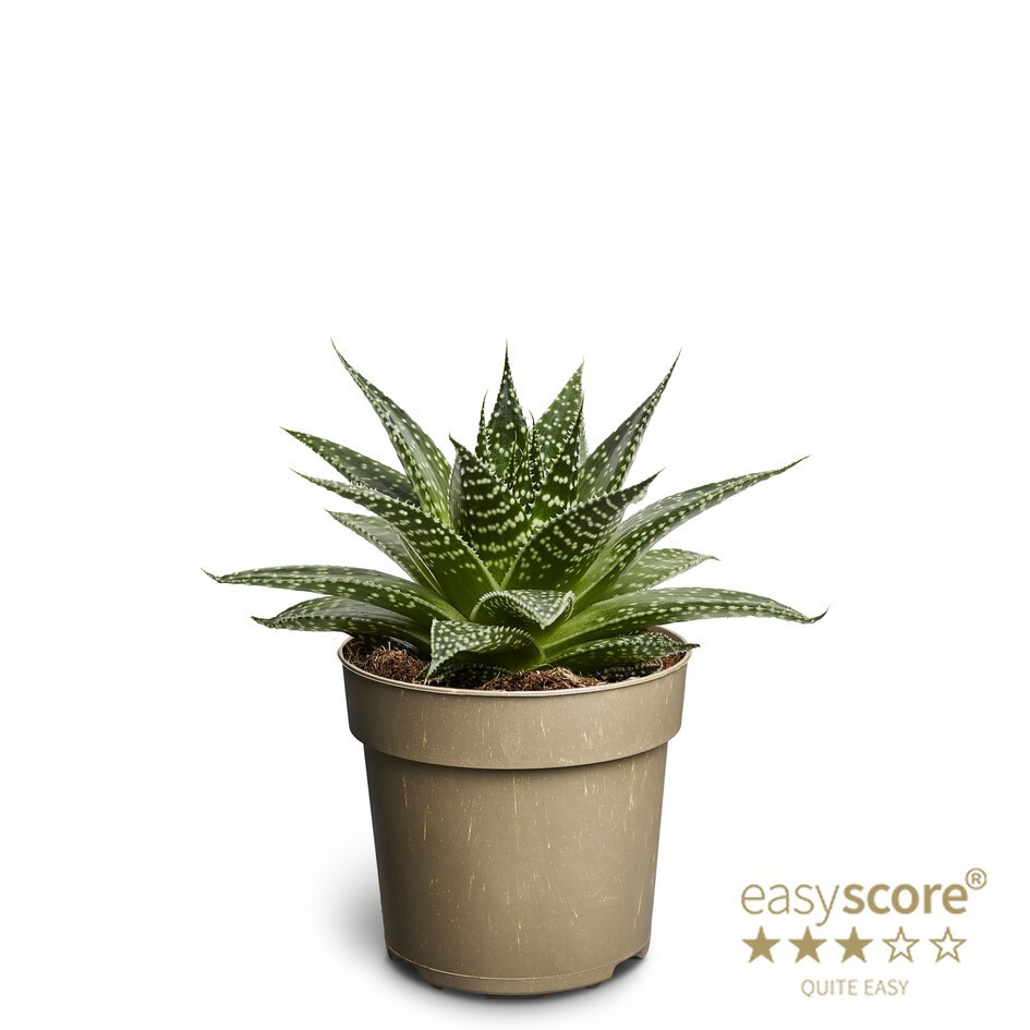 GASTERIA-HYBRID 'Durban', D 11 cm