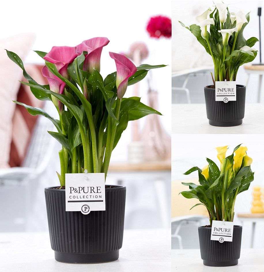 Zantedeschia mix in P&PURE Liv ceramics matt black, D 12