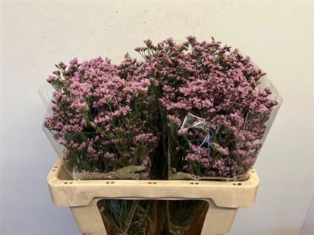 Лимониум Флорида Пинк 55, шт.