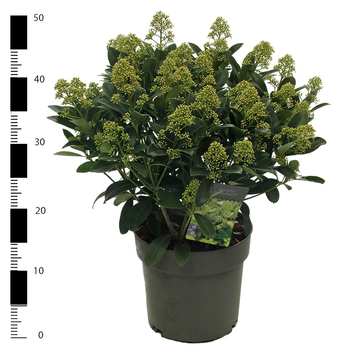 Skimmia jap. 'Finchy', D 23