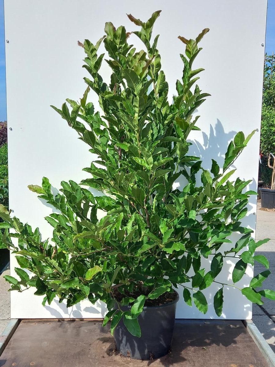 Magnolia stellata, D 40